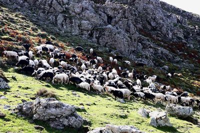 View of sheep on rock