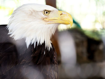 Close-up of eagle