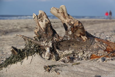 Close-up of driftwood on beach