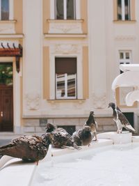 View of pigeons on fountain in europe