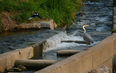 High angle view of gray heron perching on wall