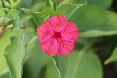 Close-up of pink flower blooming outdoors