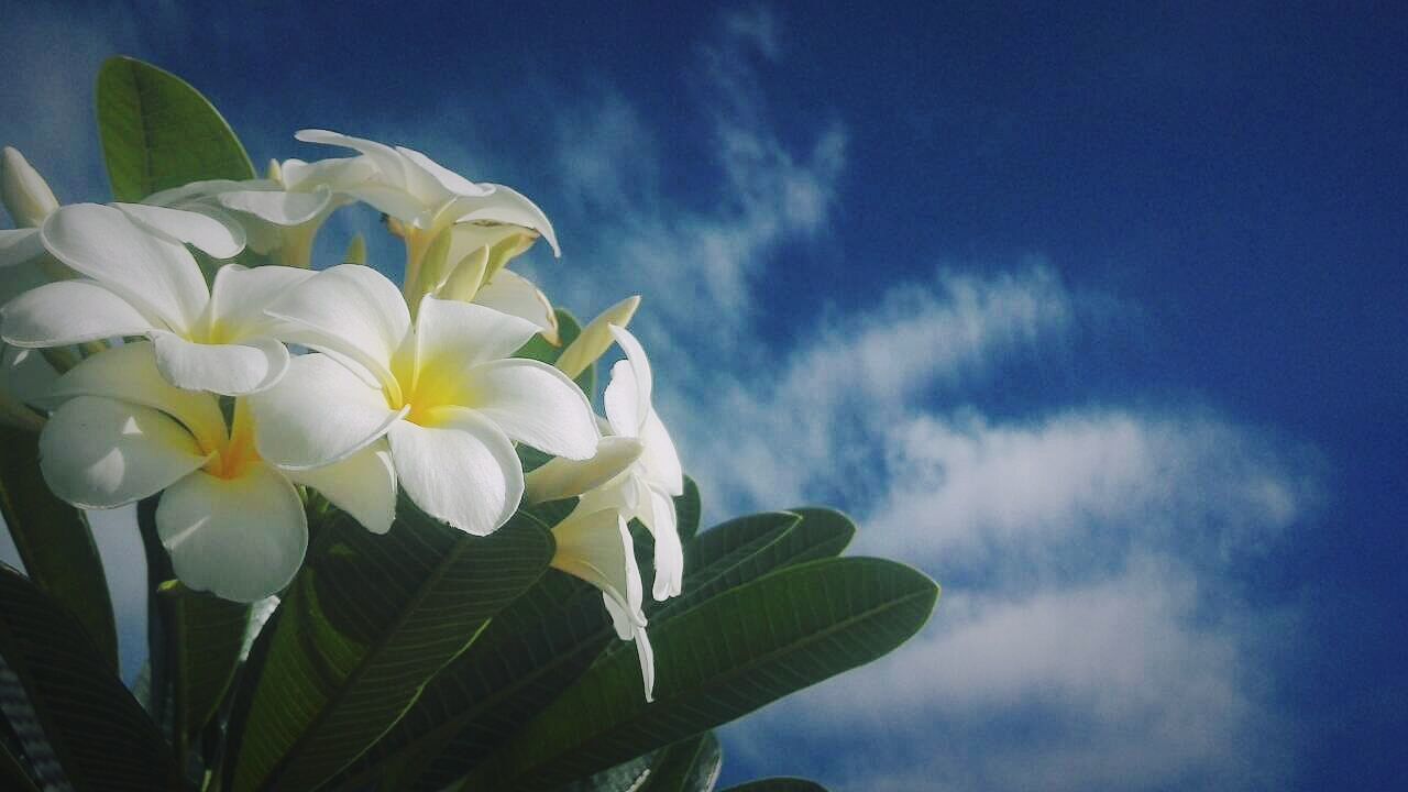 flower, freshness, growth, petal, fragility, flower head, beauty in nature, sky, low angle view, nature, leaf, plant, blooming, white color, close-up, in bloom, blue, blossom, cloud - sky, stem