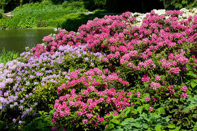 View of plants