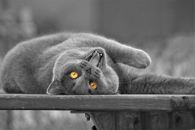 Close-up portrait of black cat