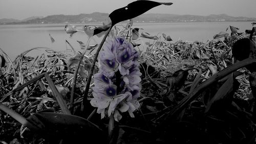 Plants growing by lake