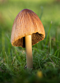Close-up of mushroom growing on field