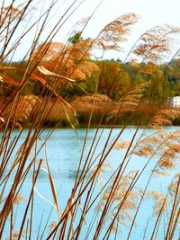 Close-up of grass by lake against sky