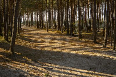 View of trees in forest