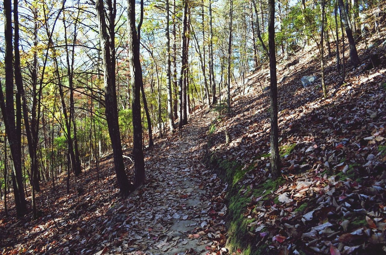 tree, forest, the way forward, tranquility, tree trunk, tranquil scene, nature, growth, woodland, diminishing perspective, footpath, beauty in nature, scenics, dirt road, non-urban scene, vanishing point, narrow, day, pathway, outdoors