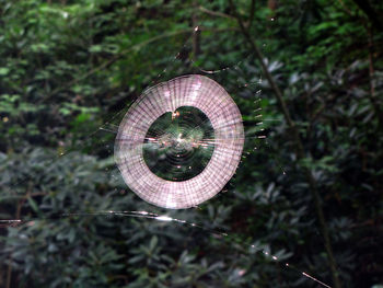 Close-up of umbrella on land