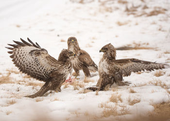 Close-up of birds fighting