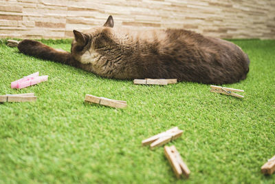 Cat lying on grass