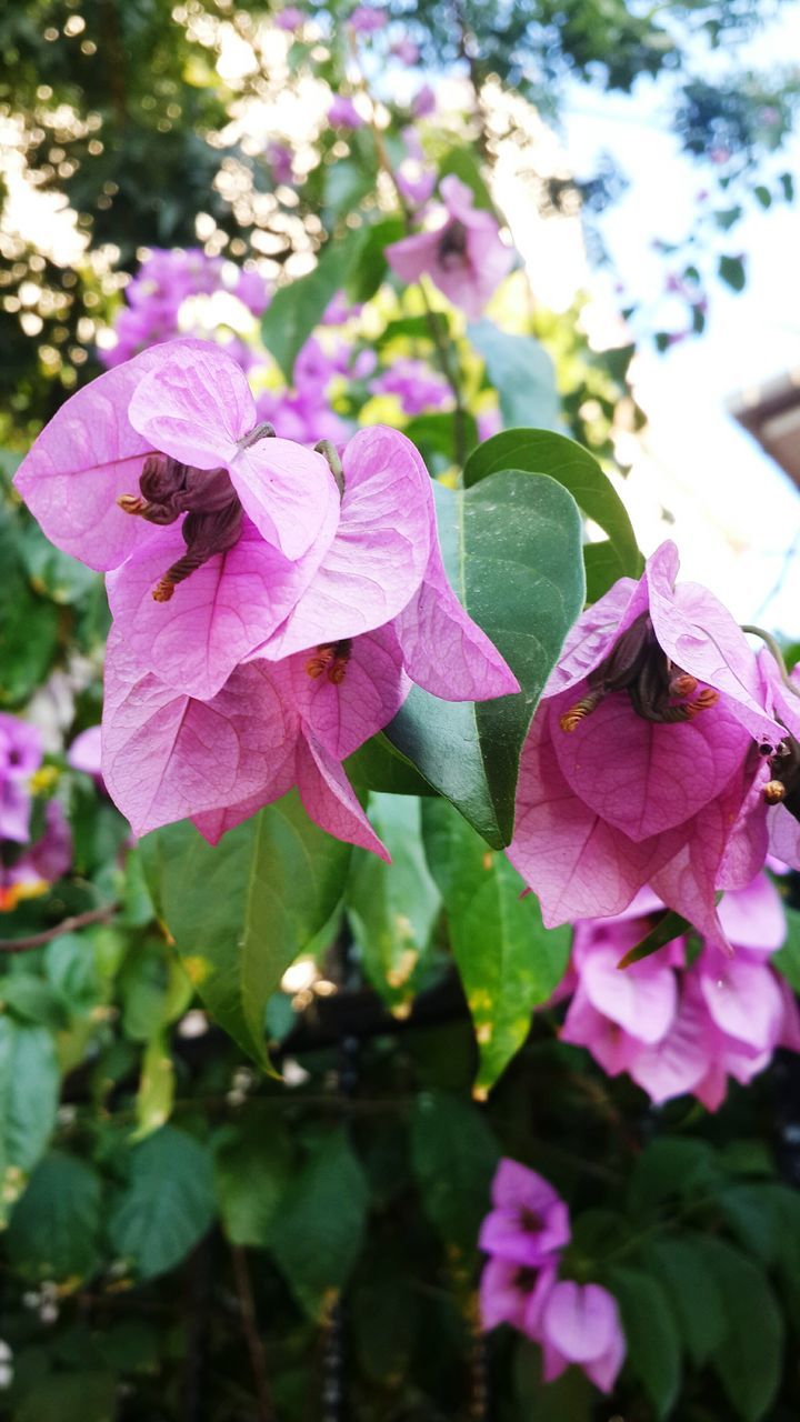 flower, freshness, petal, growth, fragility, flower head, beauty in nature, focus on foreground, pink color, close-up, nature, blooming, leaf, plant, purple, in bloom, day, park - man made space, outdoors, no people