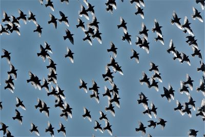 Low angle view of birds flying in sky