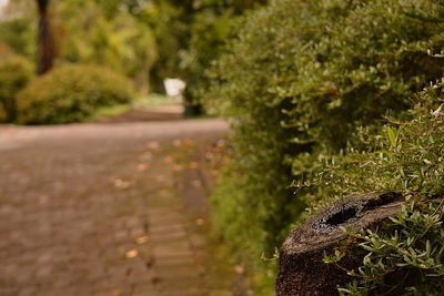 Close-up of lizard on tree