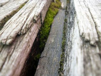 Close-up of tree trunk