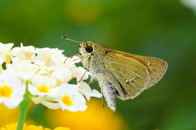 Close-up of butterfly pollinating on flower