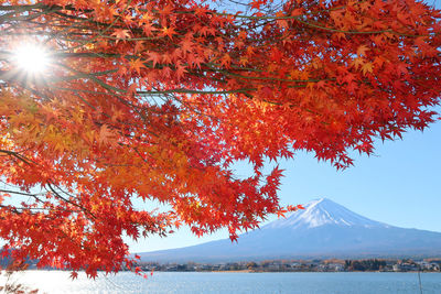 Autumn tree against sky