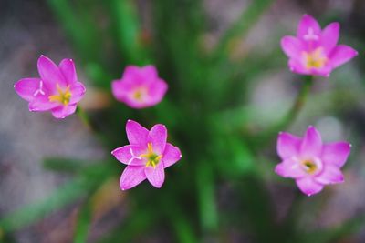 Close-up of pink flowers blooming outdoors