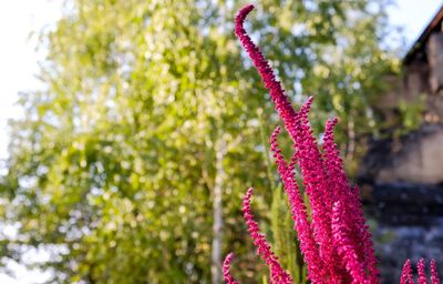 Close-up of pink flowering plant in park