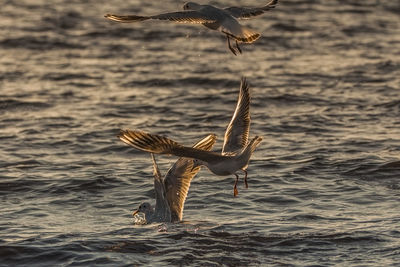 Seagulls flying over sea