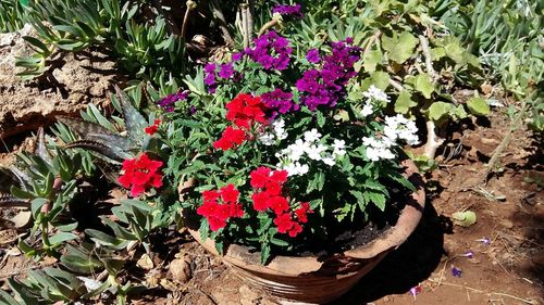 Potted plants