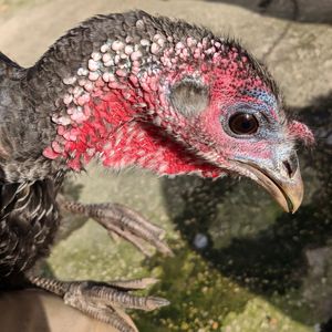 Close-up of a bird