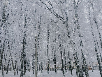 Panoramic view of snow covered land