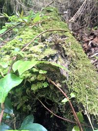 Close-up of lizard on tree in forest