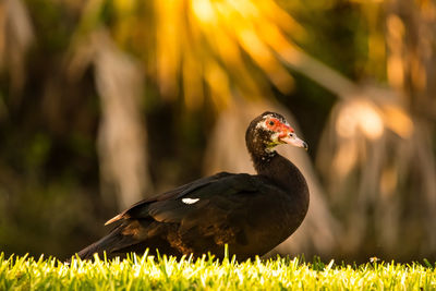 Close-up of a bird on rock