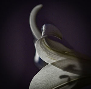 Close up of flower head