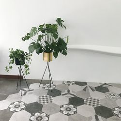 Close-up of potted plant on table