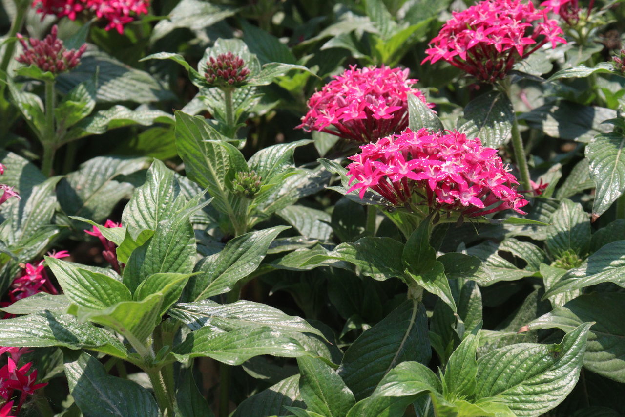 plant, plant part, leaf, flower, flowering plant, growth, beauty in nature, nature, freshness, green, food and drink, garden, no people, pink, food, day, outdoors, close-up, botany, fragility, vegetable, bee balm, herb