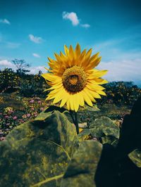 Close-up of sunflower against sky