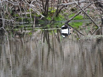 Reflection of trees in water