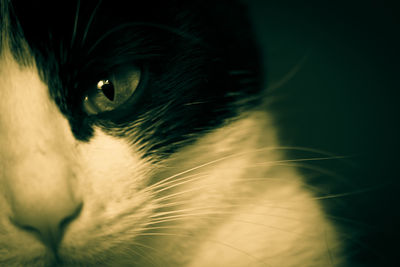 Close-up portrait of cat