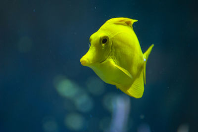 Close-up of fish swimming in sea