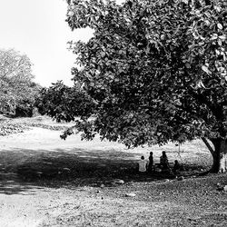 Trees in forest