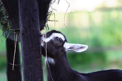 Close-up of a goat