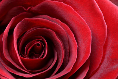 Full frame shot of red rose