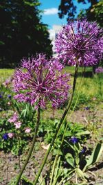 Close-up of pink flowering plant on field