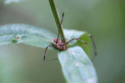 Close-up of insect on leaf