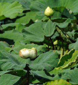 Close-up of flower plant