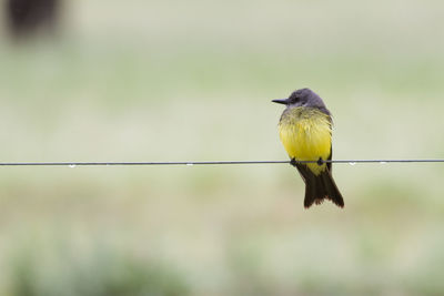 Close-up of bird perching on metal