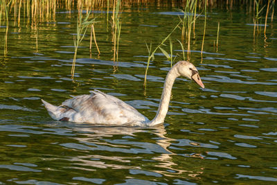 Swan swimming in lake