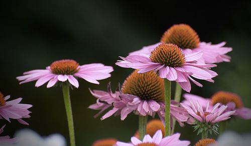 Close-up of pink flowering plants