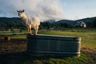 Sheep standing in a field