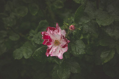 Close-up of pink hibiscus blooming outdoors