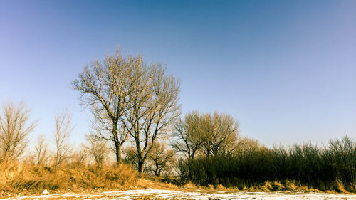 Close-up of bare trees against clear sky